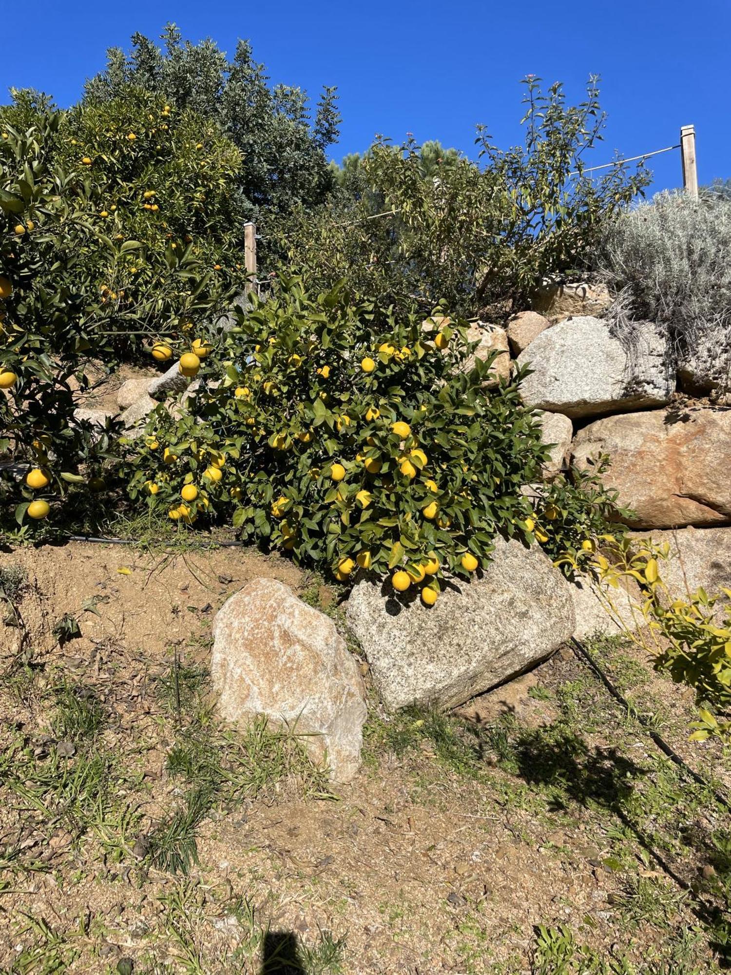 Chambre D'Hotes A Vadina Porticcio Porticcio  Dış mekan fotoğraf